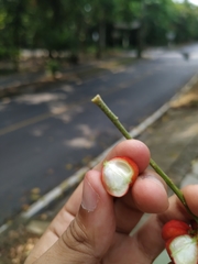 Matayba