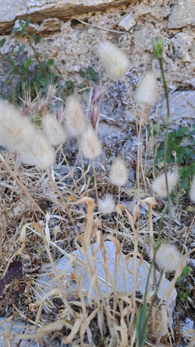 Hare's Tail Grass