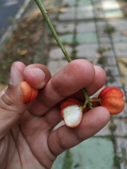 Matayba
