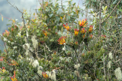 Tristerix longibracteatus