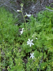 Lithophragma bolanderi