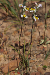 Disa flexuosa