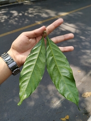 Matayba
