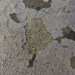 Trapelia placodioides