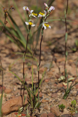 Disa flexuosa