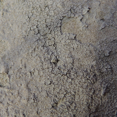 Trapelia placodioides