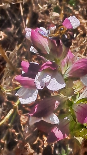Xylocopa