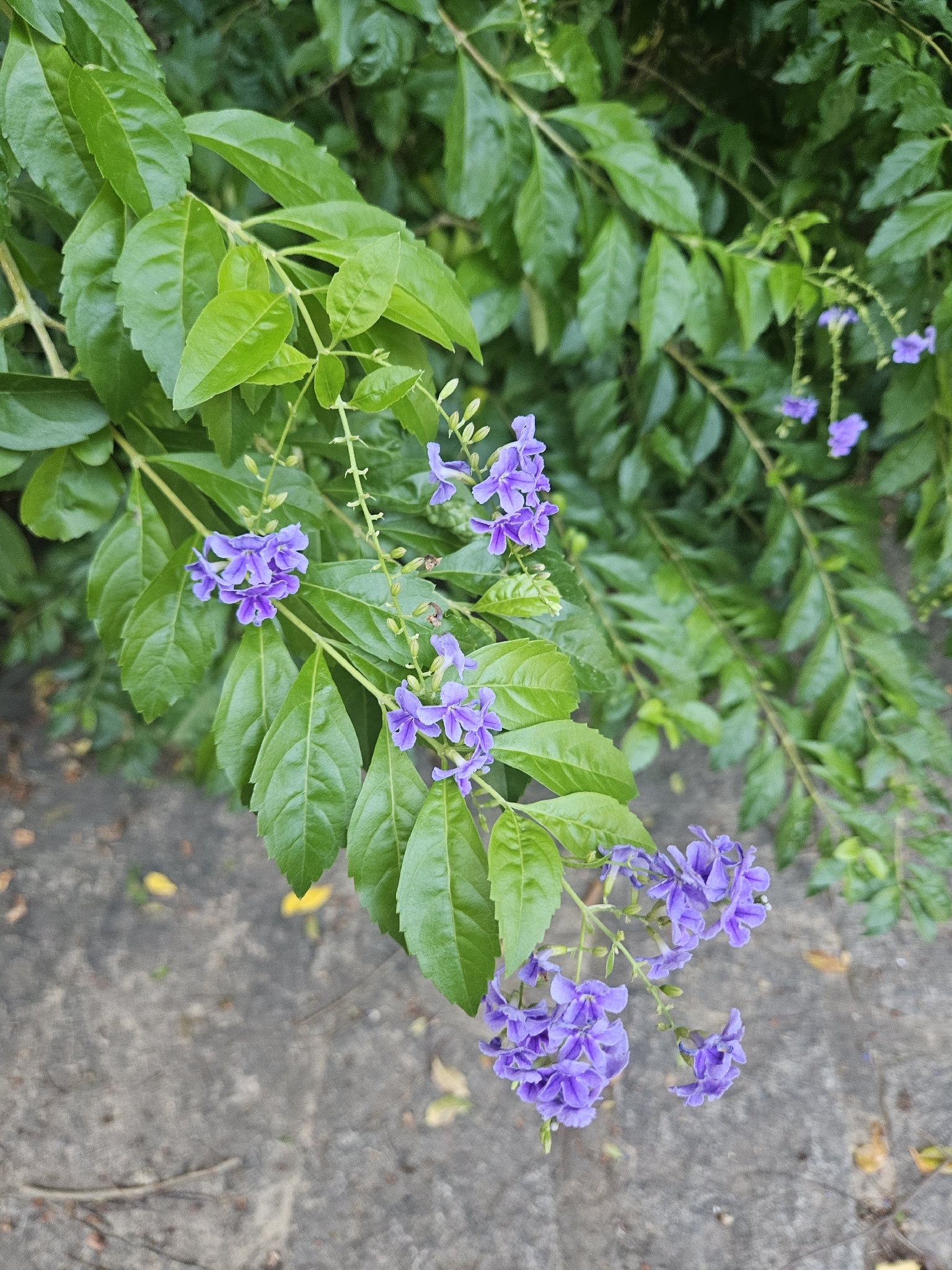 Duranta erecta — ảnh 3