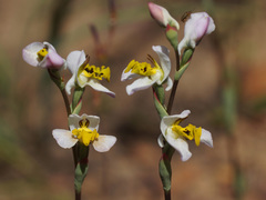 Disa flexuosa
