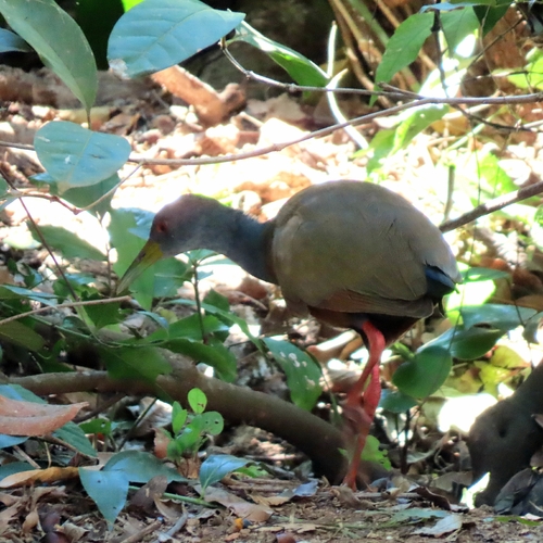 Gray-cowled Wood-Rail