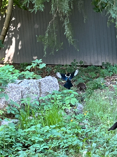 Eurasian Magpie