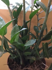 Zamioculcas