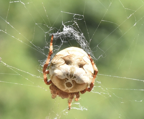 Araneus grossus
