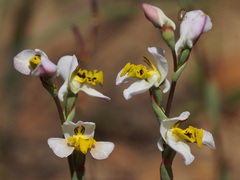 Disa flexuosa