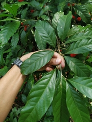 Matayba