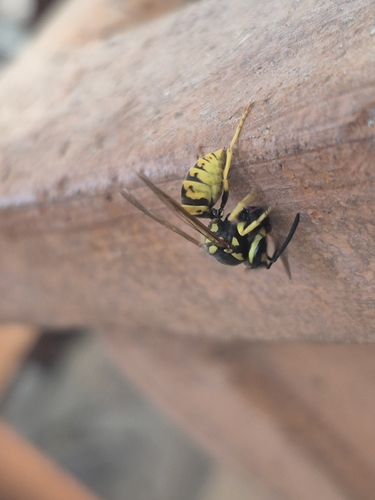 German Yellowjacket
