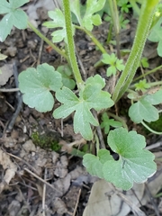 Lithophragma bolanderi