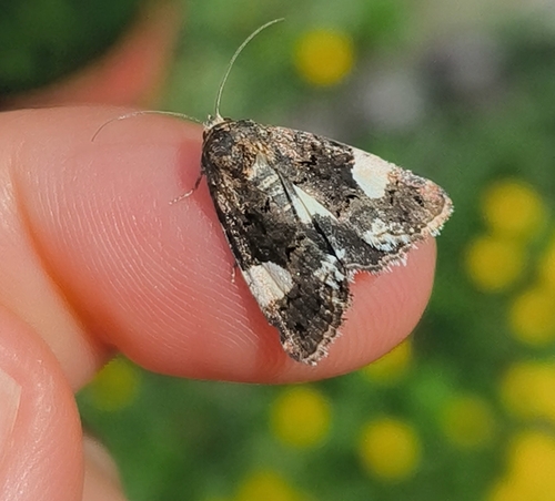 Four-spotted Moth