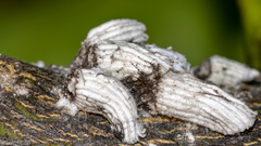 Cochonilha (Icerya sp)