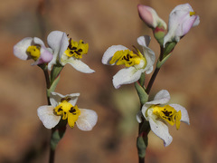 Disa flexuosa