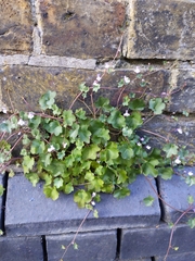 Cymbalaria muralis