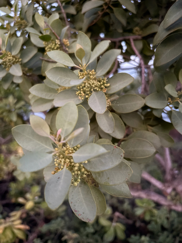 Santalum ellipticum observed 2026-06-23