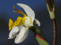 Disa flexuosa