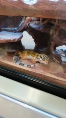 Eublepharis macularius