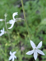 Lithophragma bolanderi
