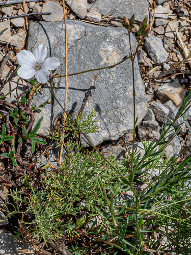 Linum tenuifolium, photograph 4