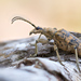 Rhagium sycophanta - Photo (c) Ralph Martin, some rights reserved (CC BY-NC-ND), uploaded by Ralph Martin