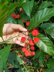 Matayba