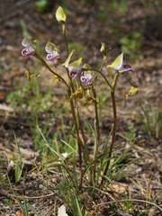 Disa spathulata spathulata