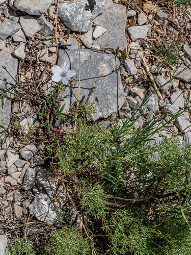 Linum tenuifolium, photograph 5