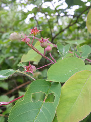 Amelanchier × lamarckii