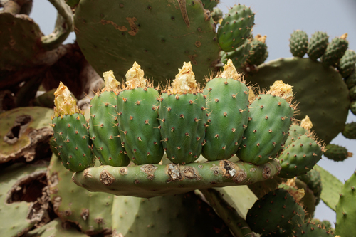 Indian fig opuntia