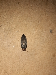 Buprestis lineata