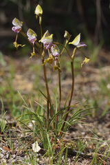Disa spathulata spathulata