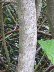 Amelanchier × lamarckii