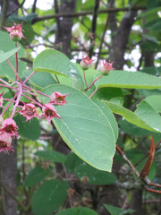Amelanchier × lamarckii