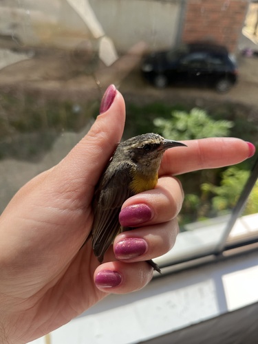 Bananaquit