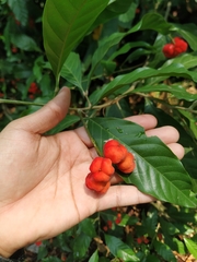 Matayba