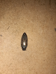 Buprestis lineata