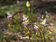 Disa spathulata spathulata