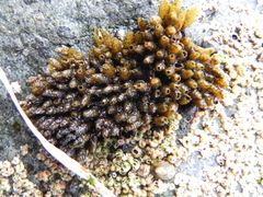 Nucella lamellosa