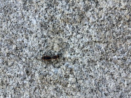 iNaturalist observation photo of Red and Bordered Plant Bugs