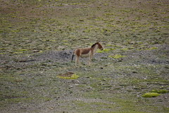 Equus kiang