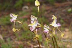 Disa spathulata spathulata
