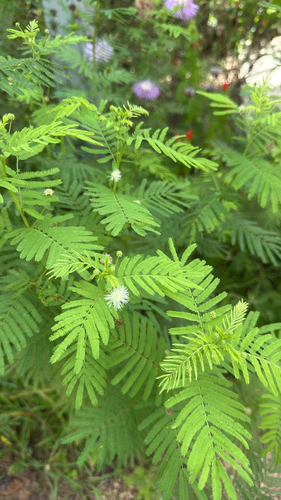 Desmanthus illinoensis