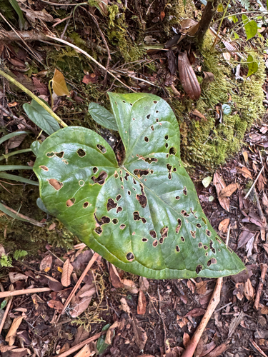 Anthurium concinnatum